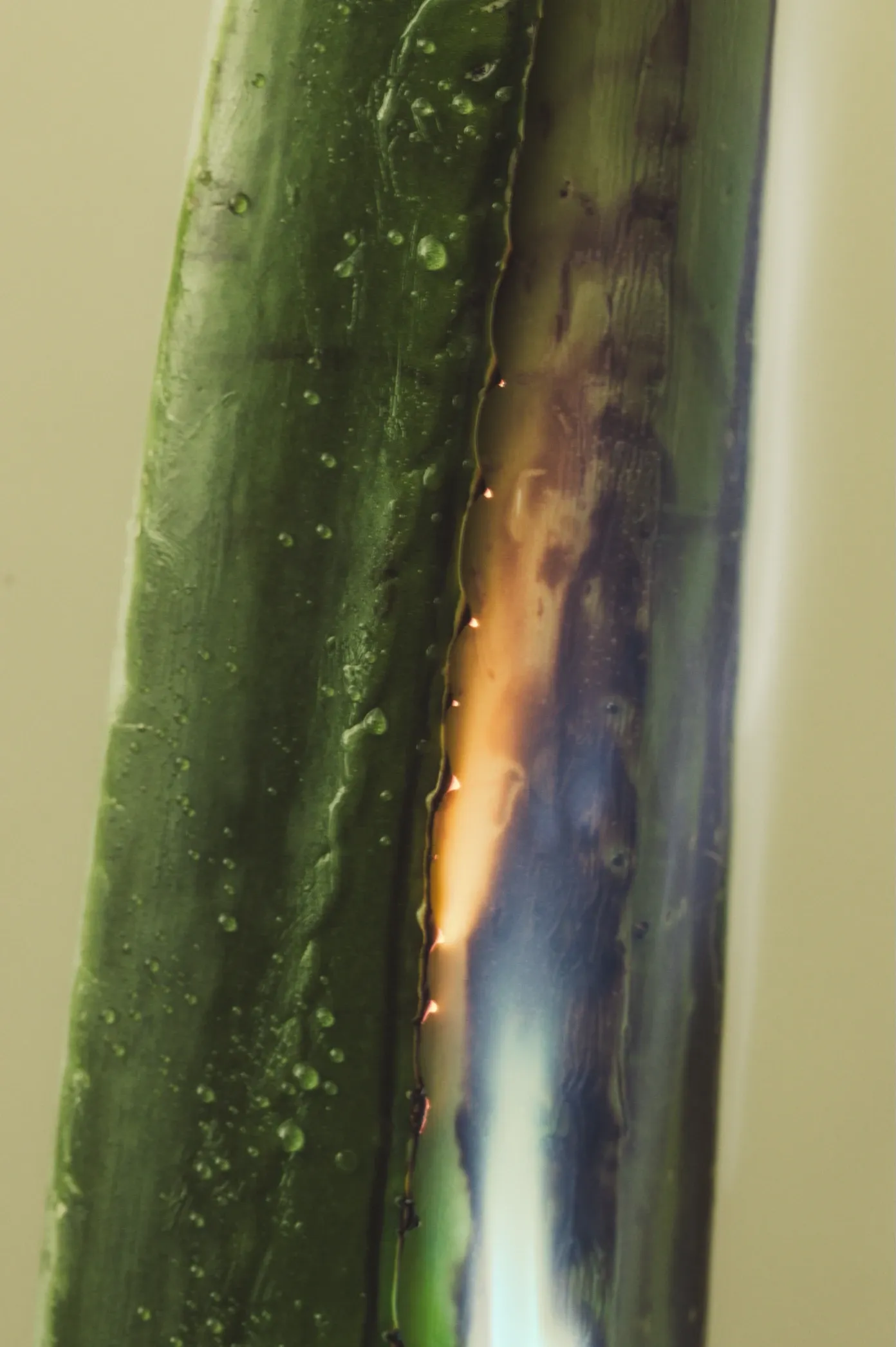 Don Julio_015